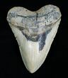 Inch Megalodon Shark Tooth #4063-1